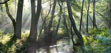 Et fredelig tilfluktssted i skogene i de nordlige Vogesene med natur, frisk luft og naturskjønn utsikt rundt deg.